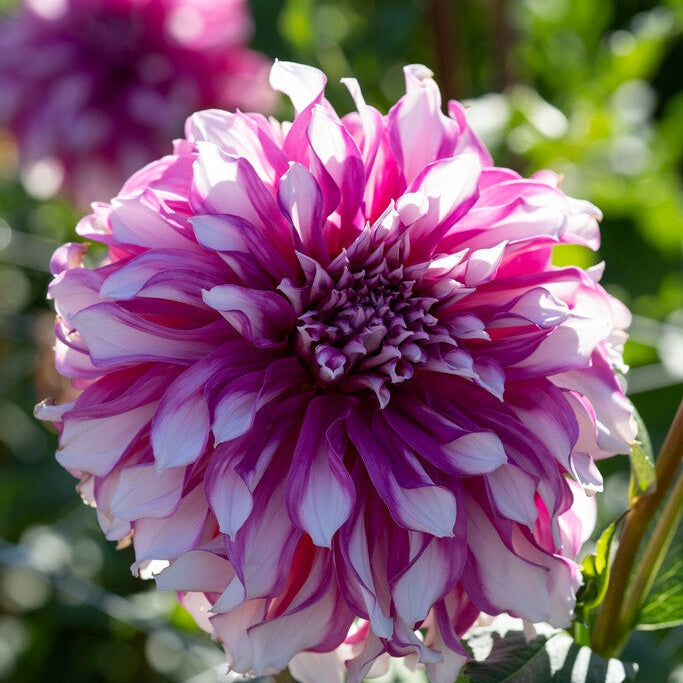 Dahlia Dekorativ Radegast 1-pak